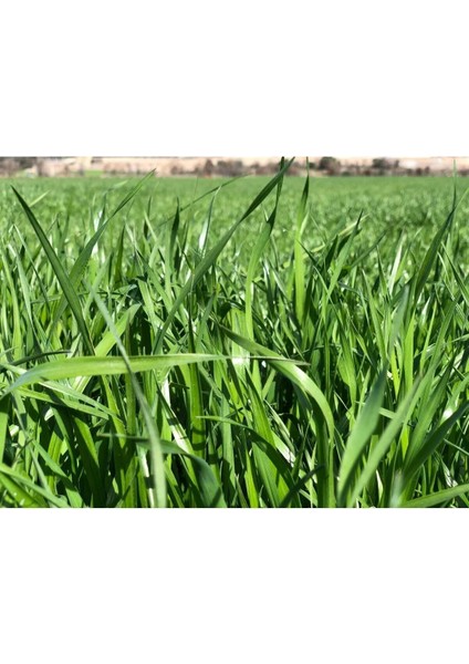 Reygras (Ryegrass) Süt Otu 25 kg fiyatları