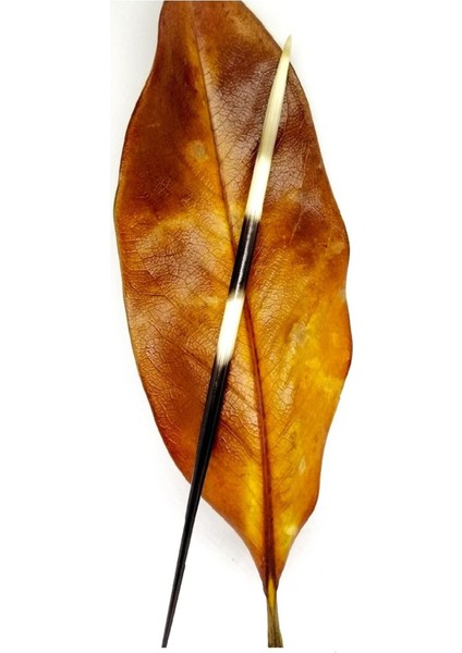 Kirpi Dikeni-kirpi Oku- Büyük Boy (21-26 CM)-rölyef Sanatına Uygun fırsatları