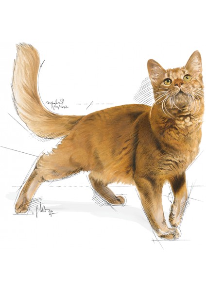 Fit32 Yetişkin Kuru Kedi Maması 2kg