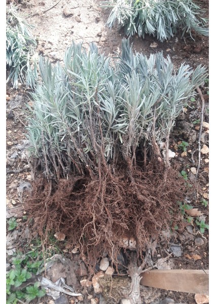 50 Adet Angustifolia Lavanta Fidesi fiyatları