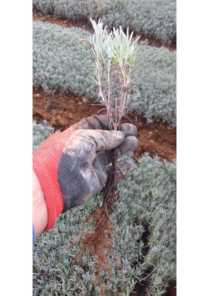 50 Adet Angustifolia Lavanta Fidesi indirimleri