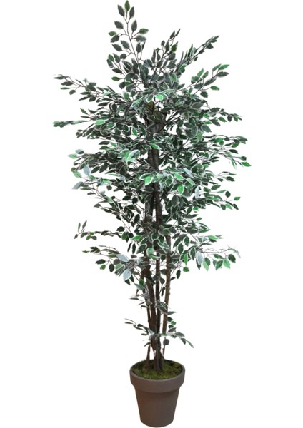 Yapay Alacalı Benjamin Ağacı 170 cm