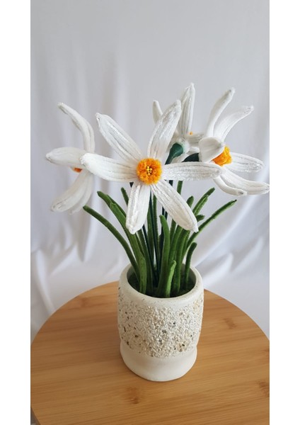 Nergis Saksı Çiçeği- Zerrinkadeh