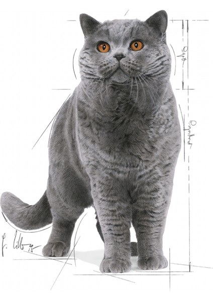 British Shorthair için Yaş Kedi Maması 12 x 85g