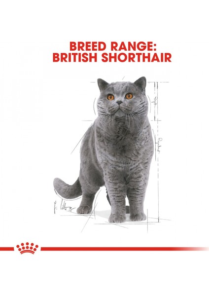 British Shorthair için Yaş Kedi Maması 12 x 85g