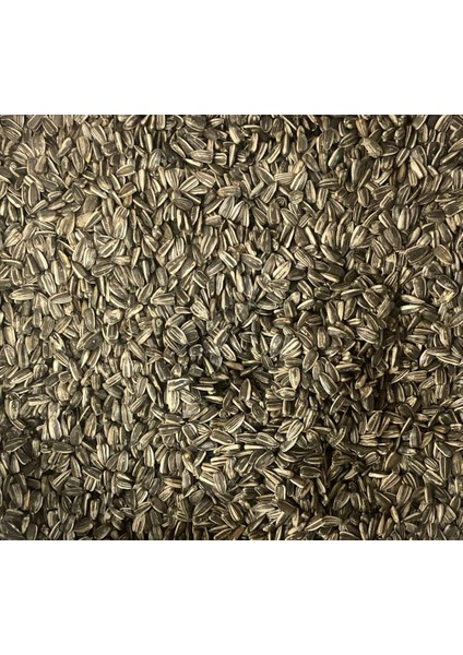 Alaca Çekirdek – Cennet ve Sultan Papağanı Paraket Yemi