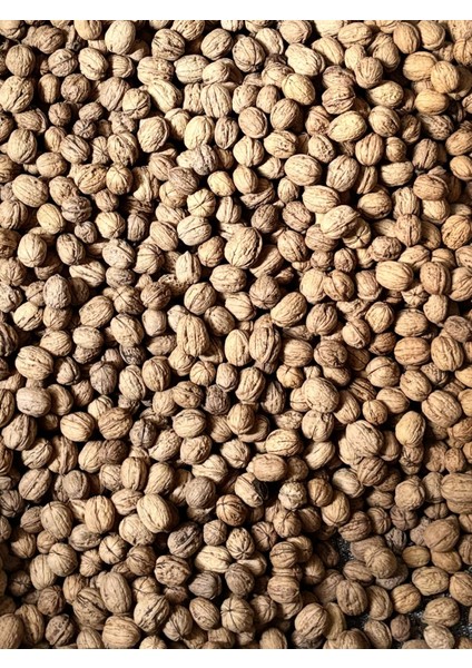 Yerli Kabuklu Chandler Ceviz – Doğal Bahçe Ürünü fiyatları