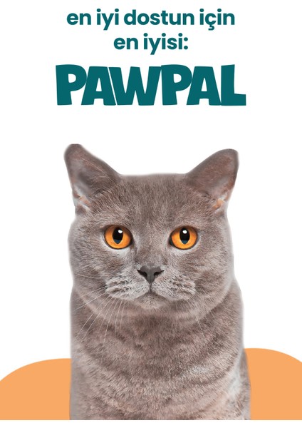 Tavuklu Süper Premium Kısır Kedi Maması 4kg | Hipoalerjenik – Düşük Tahıllı – Yüksek Proteinli indirimleri