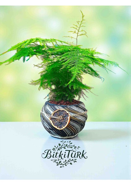 Beton Saksıda Asparagus Setaceus Kuşkonmaz Portakal Dilimi ve Lav Taşları Dekorlu