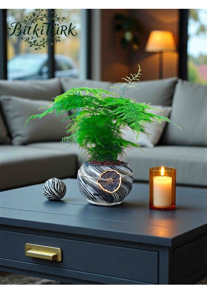 Beton Saksıda Asparagus Setaceus Kuşkonmaz Portakal Dilimi ve Lav Taşları Dekorlu fiyatları