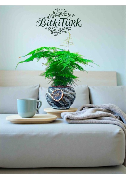 Beton Saksıda Asparagus Setaceus Kuşkonmaz Portakal Dilimi ve Lav Taşları Dekorlu modelleri