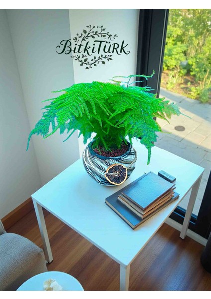 Beton Saksıda Asparagus Setaceus Kuşkonmaz Portakal Dilimi ve Lav Taşları Dekorlu fırsatları