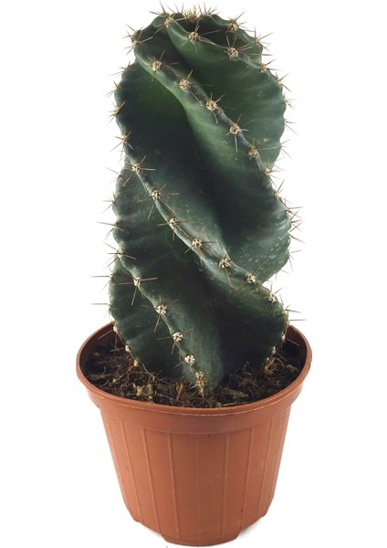 Cereus Forbesii 'Spiralis' (Kaktüs)