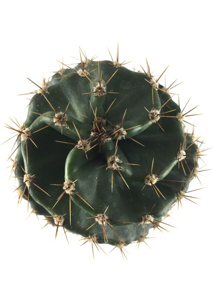 Cereus Forbesii 'Spiralis' (Kaktüs) fiyatları