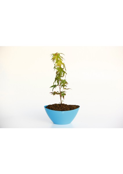 BONSAİ JAPON AKÇAAĞACI HEDİYELİK fiyatları