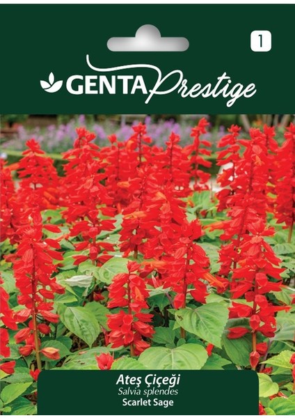 Prestige Ateş Çiçeği Tohumu (Salvia Splendens) – Alev Kırmızısı, Hızlı ve Yoğun Çiçeklenme