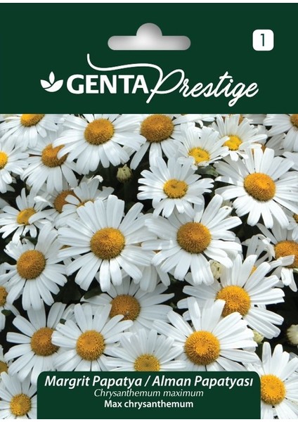 Prestige Margrit Papatya (Chrysanthemum Maximum) Tohumu – Çok Yıllık, Kolay Yetişen Bahçe Papatyası
