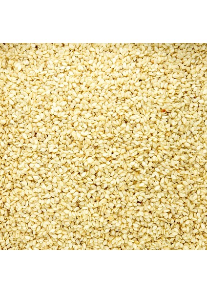 Beyaz Susam modelleri