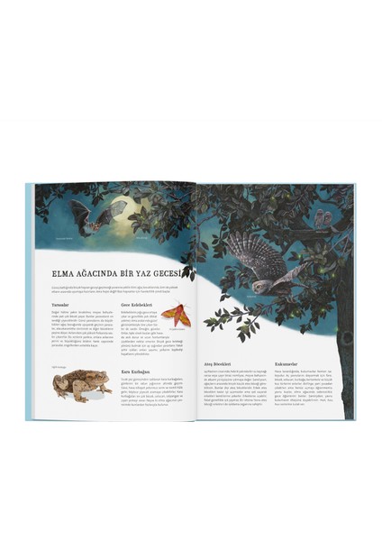 Doğanın Büyük Kitabı Elma Ağacı fiyatları