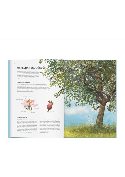 Doğanın Büyük Kitabı Elma Ağacı fırsatları