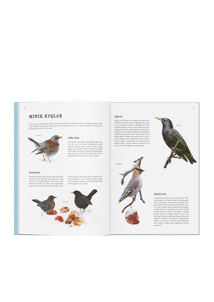 Doğanın Büyük Kitabı Elma Ağacı indirimleri