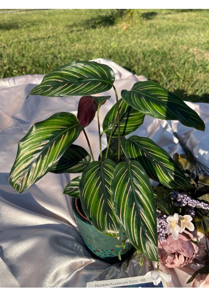 Calathea Ornata Sanderiana -Pembe Çizgili Dua Çiçeği fiyatları