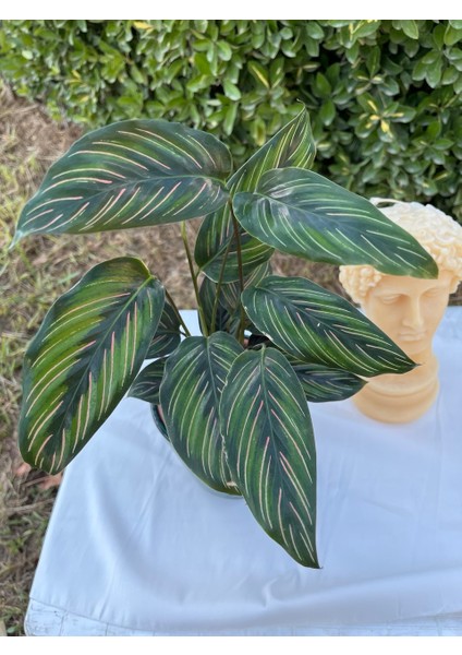 Calathea Ornata Sanderiana -Pembe Çizgili Dua Çiçeği modelleri