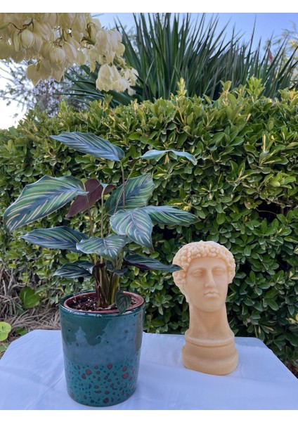 Calathea Ornata Sanderiana -Pembe Çizgili Dua Çiçeği fırsatları