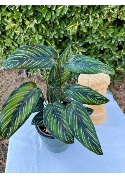 Calathea Ornata Sanderiana -Pembe Çizgili Dua Çiçeği indirimleri