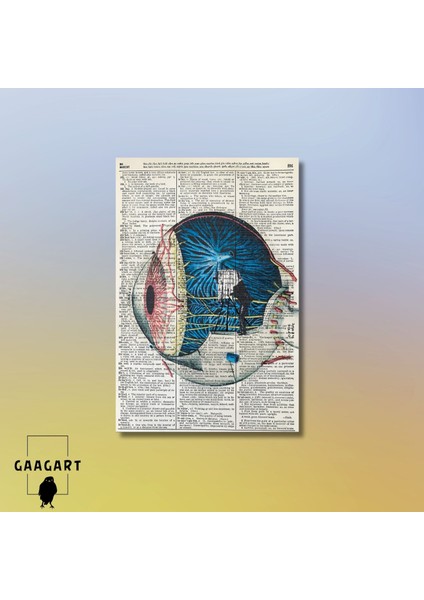 Tekli Dikey Kanvas Göz Poliklinik Tablosu Sanatsal Göz Anatomisi modelleri