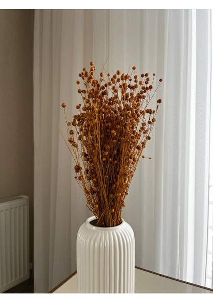 Kuru Çiçek Sarı Keten Otu ( Luna)