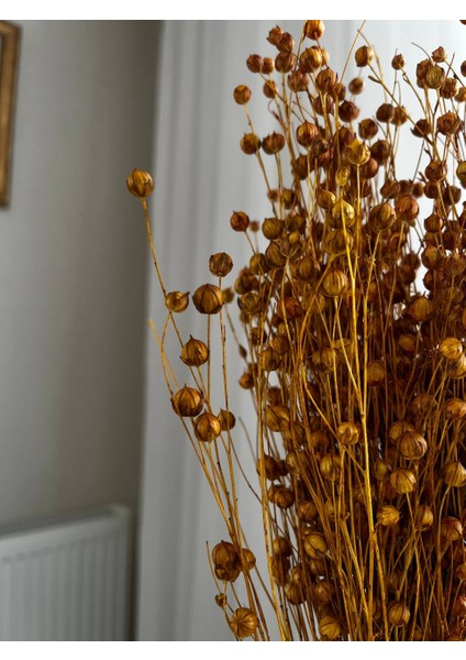 Kuru Çiçek Sarı Keten Otu ( Luna) indirimleri