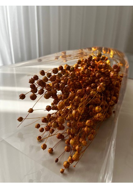 Kuru Çiçek Sarı Keten Otu ( Luna)