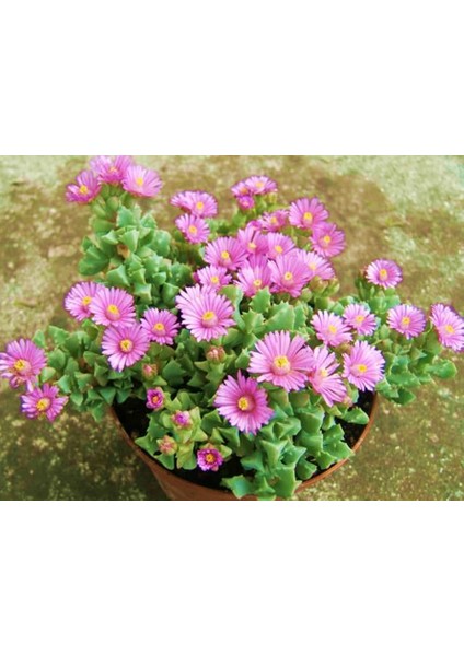 PEMBE BUZ ÇİÇEĞİ - ASKILI SAKSIDA HEDİYELİK