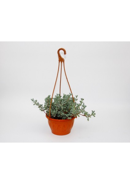 PEMBE BUZ ÇİÇEĞİ - ASKILI SAKSIDA HEDİYELİK fiyatları