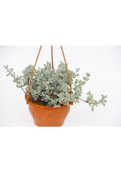 PEMBE BUZ ÇİÇEĞİ - ASKILI SAKSIDA HEDİYELİK modelleri