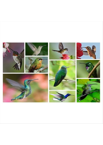 Kuş Besleyici Penceresi Kuş Besleyici 2 Çelik Stand, Besleme Portları, Açık Kuş Besleyici Doldurması Kolay, 40cm (Yurt Dışından)