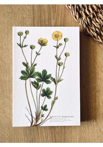 Tanıtım Özel Tasarım Kapaklı A5 Çizgisiz Not Defteri - 180 Derece Açılabilir, Sırtı DIKIŞLI,%100 El Işçiliği, Ofis Için Ideal, Planlayıcı (Potentilla Neumanniana Kapak Tasarımı)