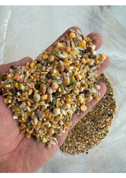 Karışık Güvercin Yemi