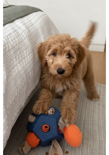 Köpek Aktivite Topu | Mama Saklama ve Çiğneme Oyuncağı - Doğal Kauçuk