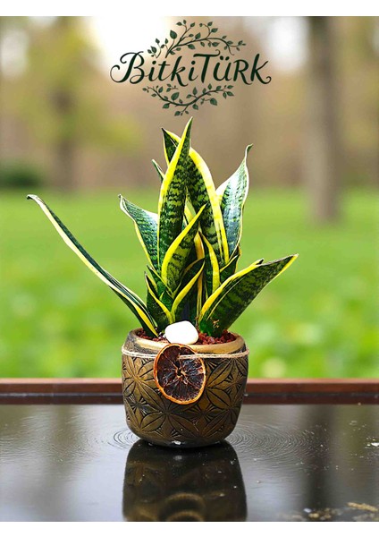 Beton Saksıda 2li Ithal Sansaveria Peygamber Kılıcı Lav Taşları ve Portakal Dilimi Dekorlu