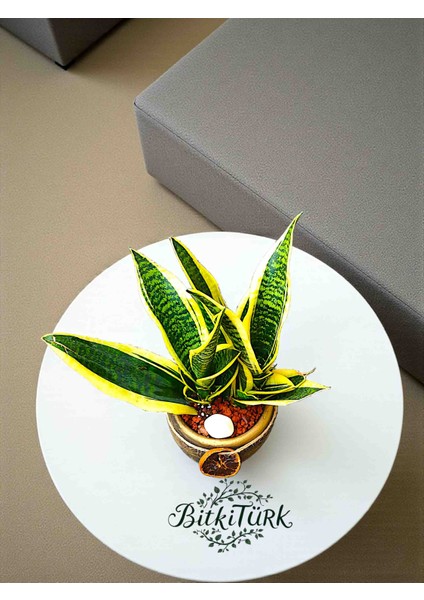 Beton Saksıda 2li Ithal Sansaveria Peygamber Kılıcı Lav Taşları ve Portakal Dilimi Dekorlu fiyatları