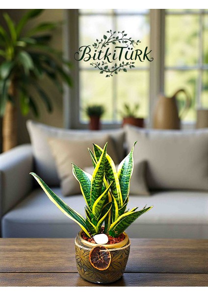 Beton Saksıda 2li Ithal Sansaveria Peygamber Kılıcı Lav Taşları ve Portakal Dilimi Dekorlu modelleri