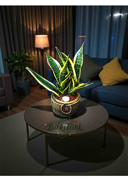 Beton Saksıda 2li Ithal Sansaveria Peygamber Kılıcı Lav Taşları ve Portakal Dilimi Dekorlu fırsatları