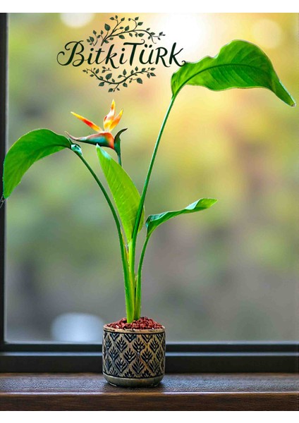 Beton Saksıda Starliçe ve Yapay Çiçek Lav Taşları ve Portakal Dilimi Dekorlu