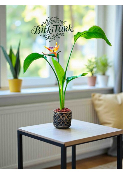 Beton Saksıda Starliçe ve Yapay Çiçek Lav Taşları ve Portakal Dilimi Dekorlu modelleri