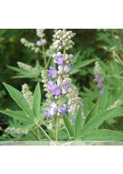 Organik Ev Yapımı Hayıt Sirkesi fiyatları