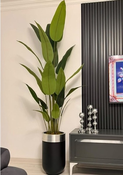 Siyah Gümüş Darbuka Saksıda Starliçe - 210