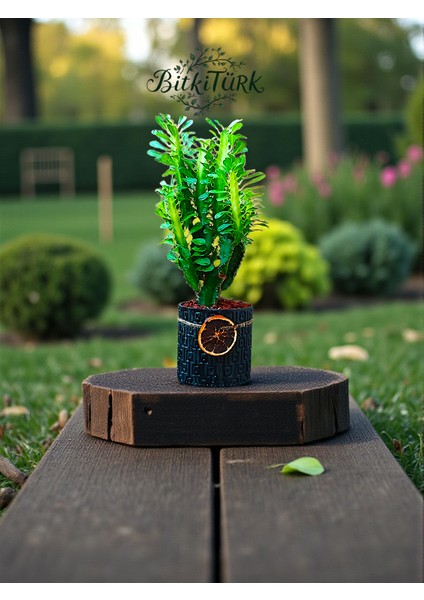 Beton Saksıda Afrika Süt Ağacı Portakal Dilimi ve Lav Taşı Dekorlu fiyatları