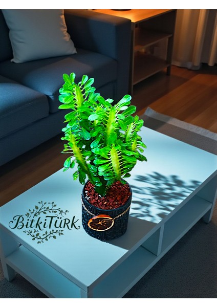 Beton Saksıda Afrika Süt Ağacı Portakal Dilimi ve Lav Taşı Dekorlu modelleri